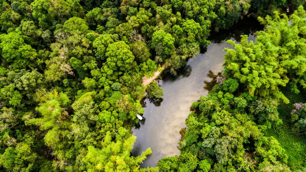 Lugares no mundo onde a vida selvagem é a verdadeira estrela