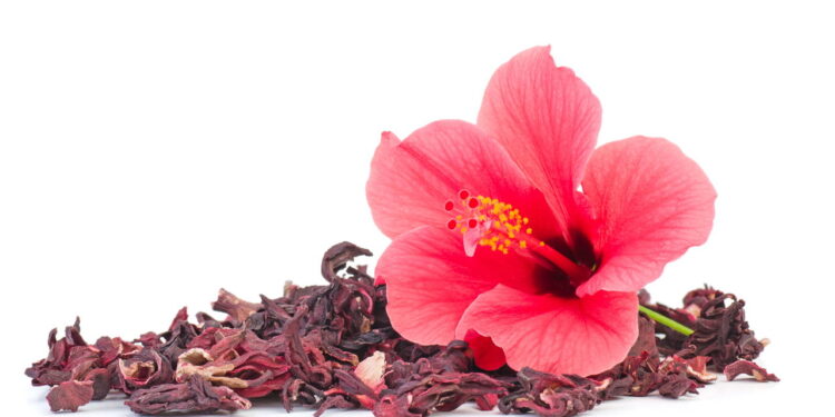 Flor de Hibiscus (Créditos: depositphotos.com / digitalr)