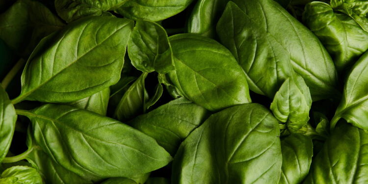 Manjericão-Basil (Créditos: depositphotos.com / AntonMatyukha)