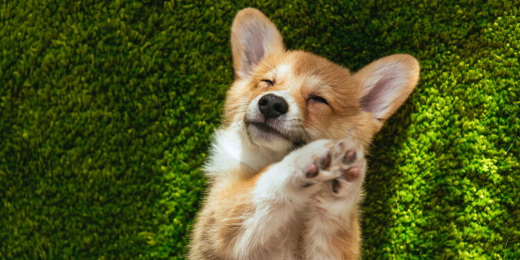 O segredo de uma casa limpa e segura para seu cão