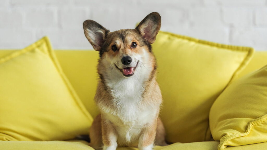 O segredo de uma casa limpa e segura para seu cão