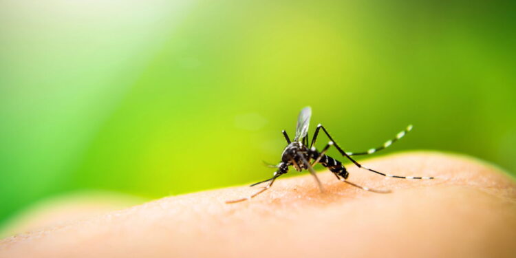 Adeus, mosquitos! O guia definitivo para proteger sua casa