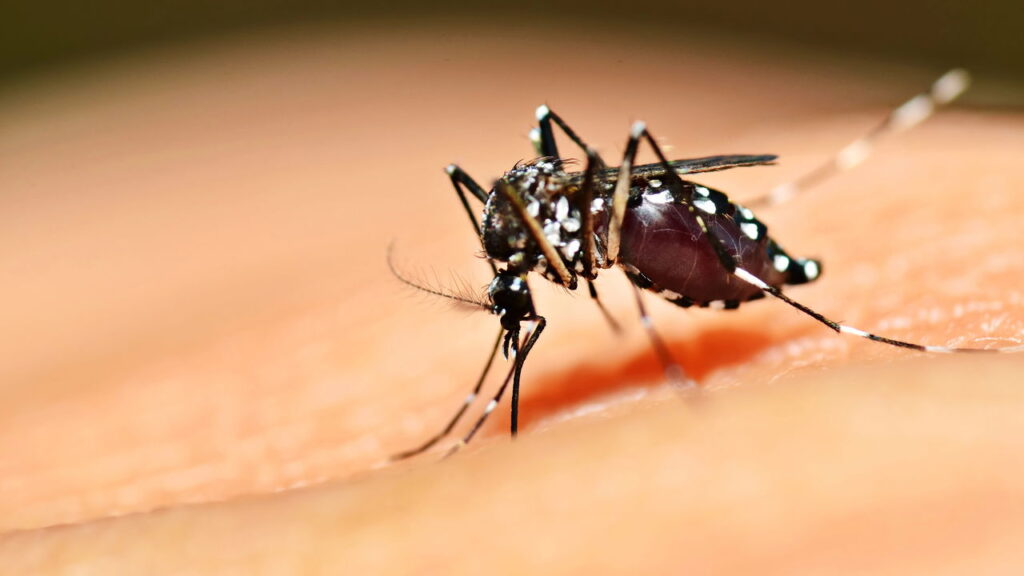 Adeus, mosquitos! O guia definitivo para proteger sua casa