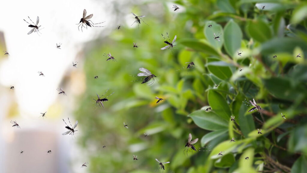 Adeus, mosquitos! O guia definitivo para proteger sua casa