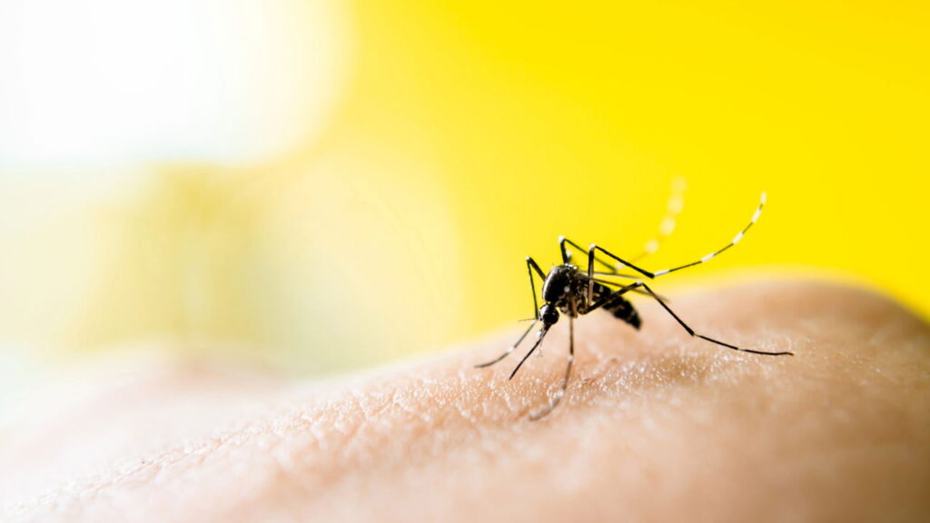 Adeus, mosquitos! O guia definitivo para proteger sua casa