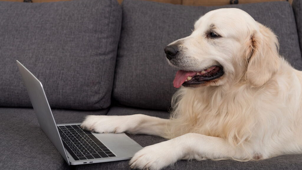 O segredo de uma casa limpa e segura para seu cão