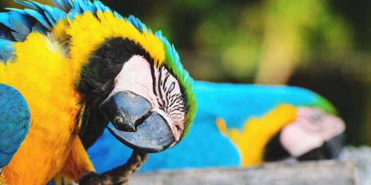 7 experiências inesquecíveis para viver no Pantanal brasileiro