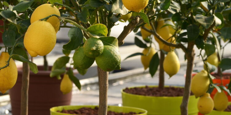 Como cultivar árvores frutíferas em vasos na sua casa