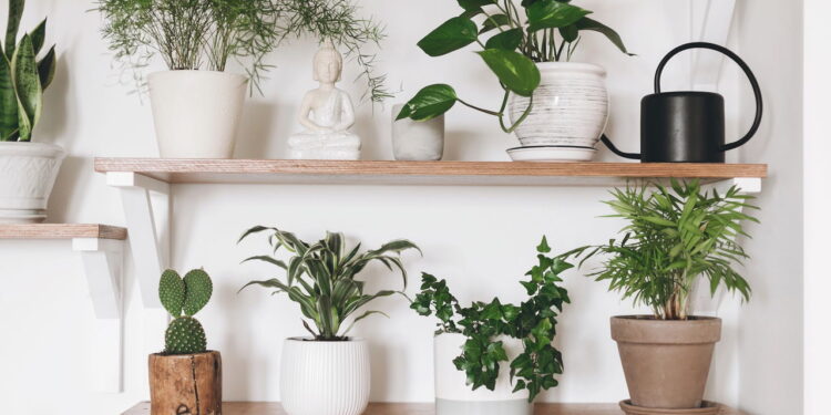 Como a planta certa pode potencializar sua energia positiva