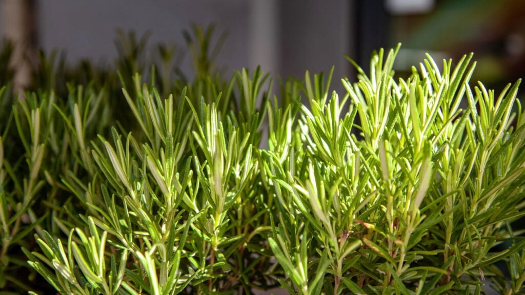 Plantas