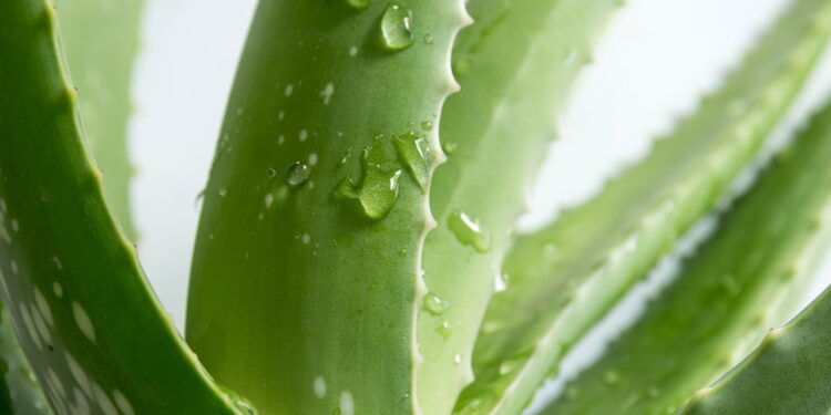 A fórmula natural que está fazendo a cabeça de quem ama skincare
