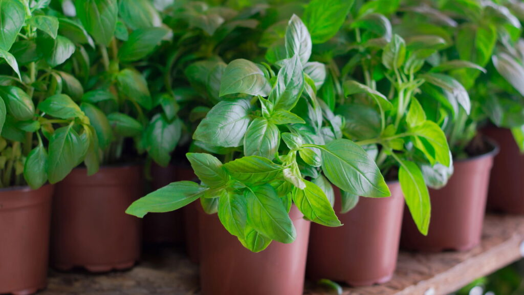 Plantas