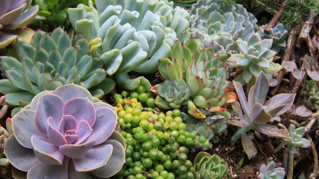 Plantas